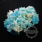 3gram real dyed blue white dry preserved Hydrangea macrophylla flower blossom DIY glass dome filling supplies 1503033