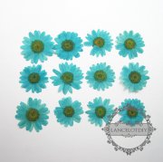 1 small packs 3-4cm real dry pressed flower blue flower craft for DIY glass dome resin filling 1503084