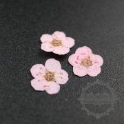 5packs 6-8mm pink dry pressed flower for pendant charm jewelry 20pcs each pack 1503181-4
