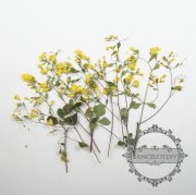1 small packs real dry pressed yellow flower leaf craft for DIY glass dome resin filling 1503081