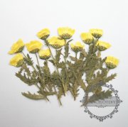 1 small packs real dry pressed flower yellow flower craft for DIY glass dome resin filling 1503085