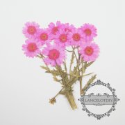 10pcs 20-30mm real dry pressed flower craft dyed pink flower for DIY glass dome resin filling 1503068