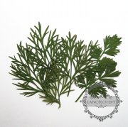 1 small packs real dry pressed flower green leaf craft for DIY glass dome resin filling 1503089