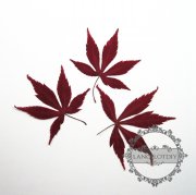 1 small packs 5-8cm real dry pressed flower red maple leaf craft for DIY glass dome resin filling 1503099