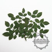 1 small packs real dry pressed flower green rose leaf craft for DIY glass dome resin filling 1503088
