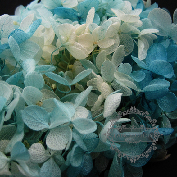 3gram real dyed blue white dry preserved Hydrangea macrophylla flower blossom DIY glass dome filling supplies 1503033 - Click Image to Close